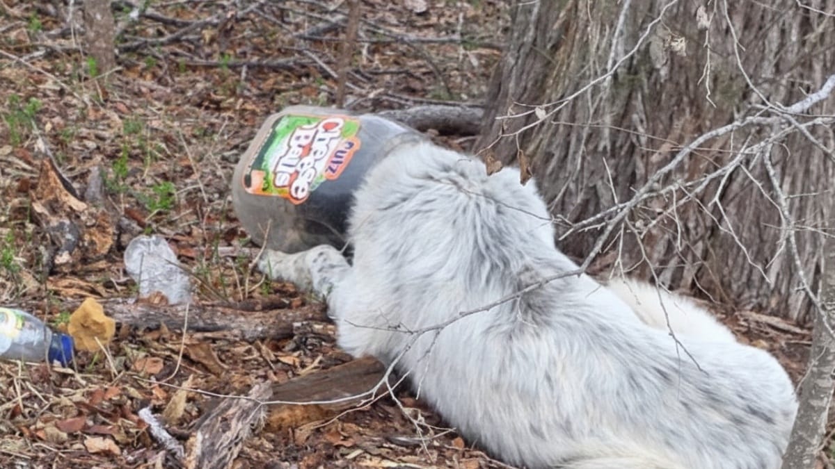 «Stava soffocando»: un cane randagio sopravvive una settimana intera con un vaso di plastica in testa