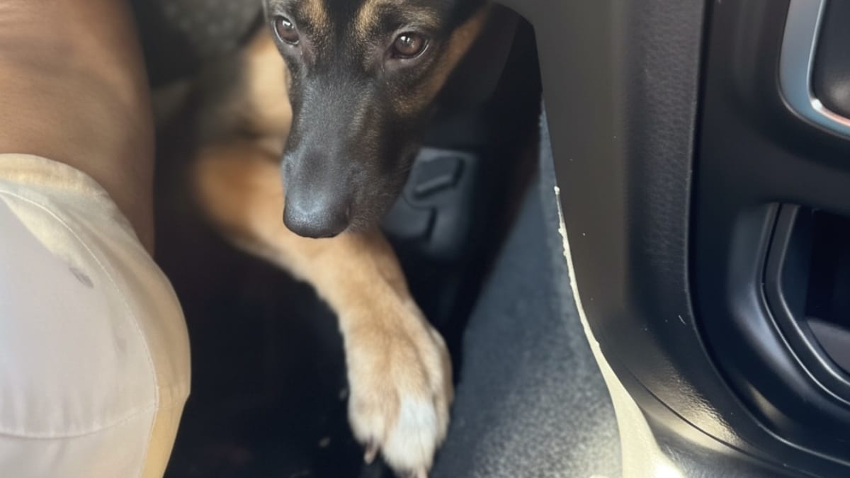 Adotta un cucciolo di Pastore Tedesco... il viaggio di ritorno diventa un caos