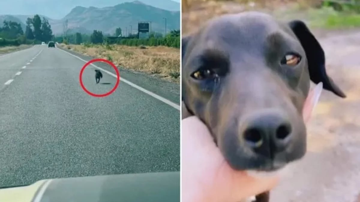 Un cane corre dietro a un'auto: quando l'automobilista capisce, frena di colpo