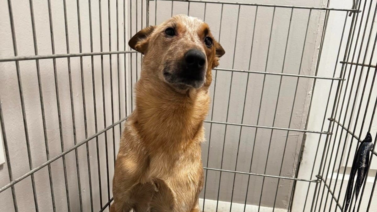 Il cane non riesce a camminare, corsa dal veterinario: l'esame del sangue rivela l'impensabile