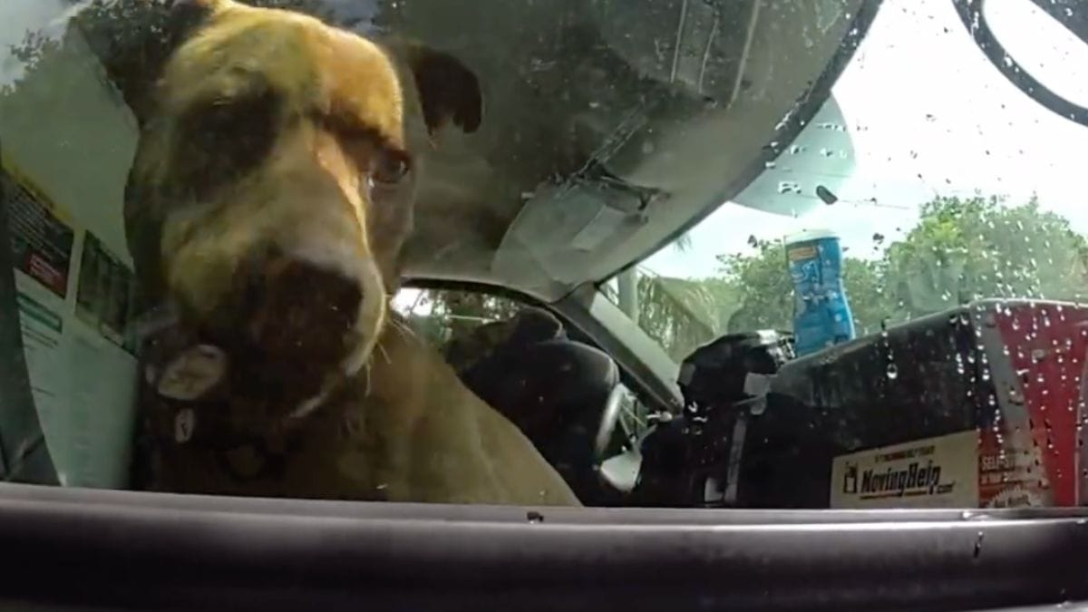 Video. Lasciano il cane chiuso in macchina al sole per andare in spiaggia: lo trovano in queste condizioni
