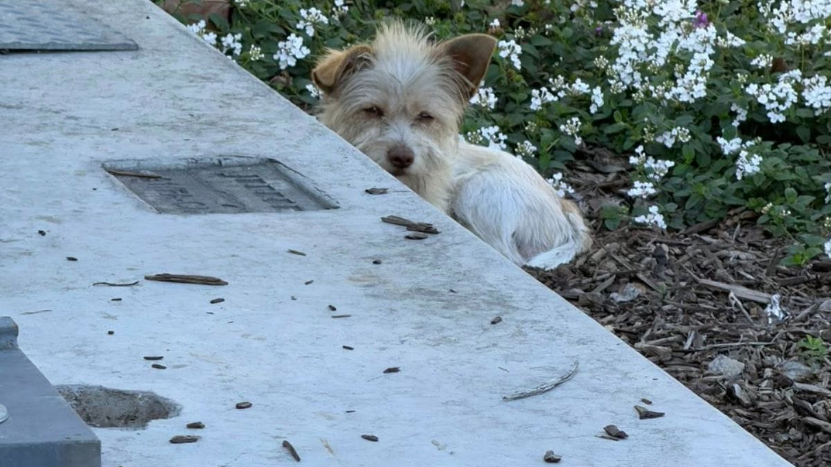 Video. Cane randagio segue tutti i passanti senza farsi avvicinare: i soccorritori accettano la sfida