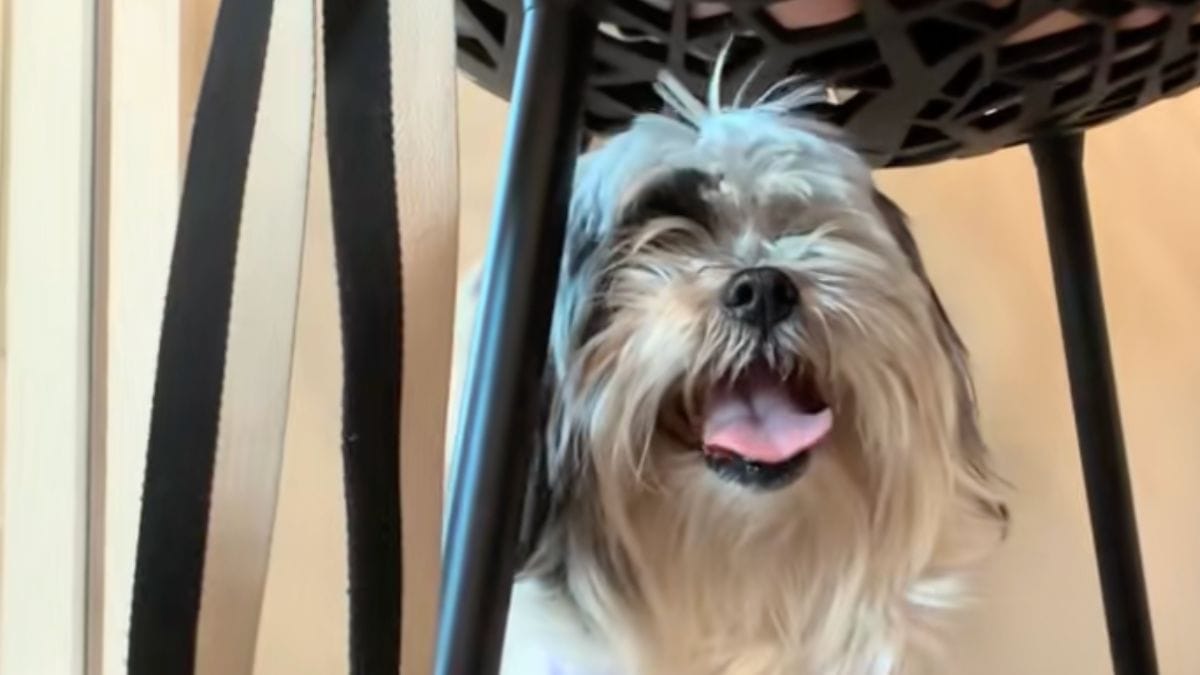 «Ho il cuore spezzato»: adotta una cagnolina dalla strada ma deve prendere una decisione straziante