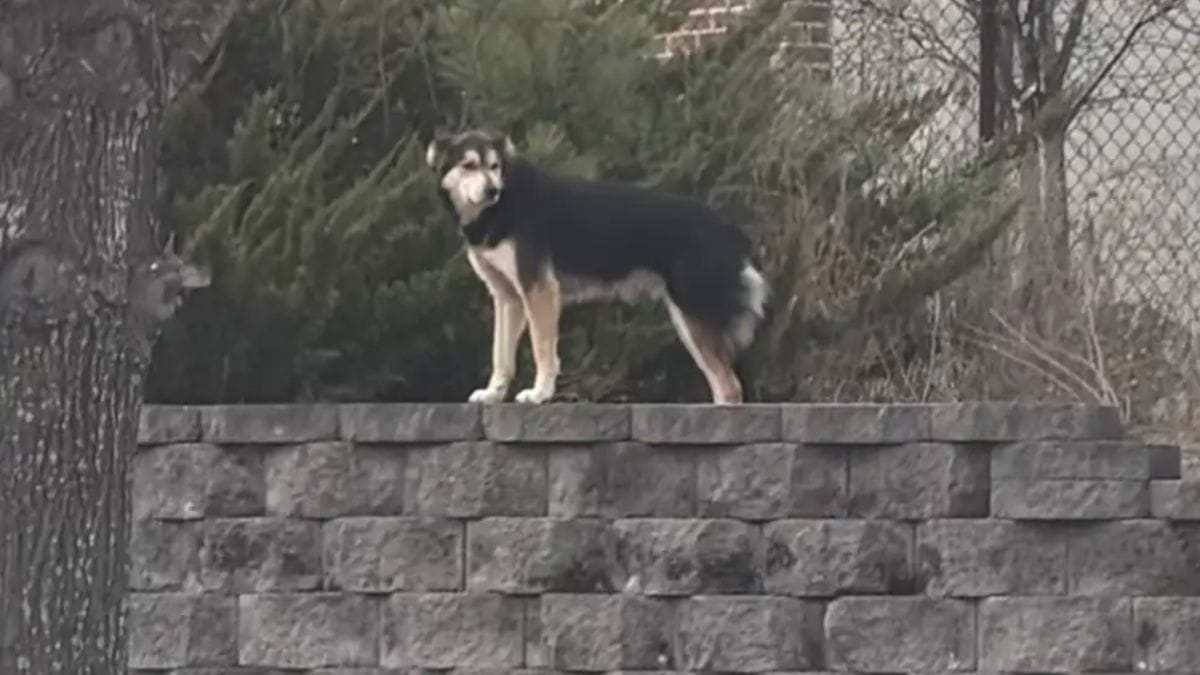 Introvabile per 71 giorni, il cane randagio che ha sfidato i soccorritori