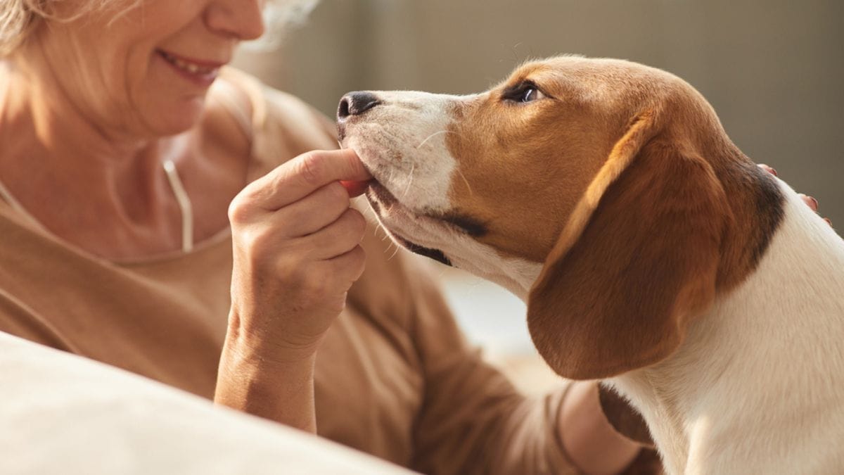 Avere un cane o un gatto potrebbe rallentare il declino cognitivo negli anziani, secondo uno studio