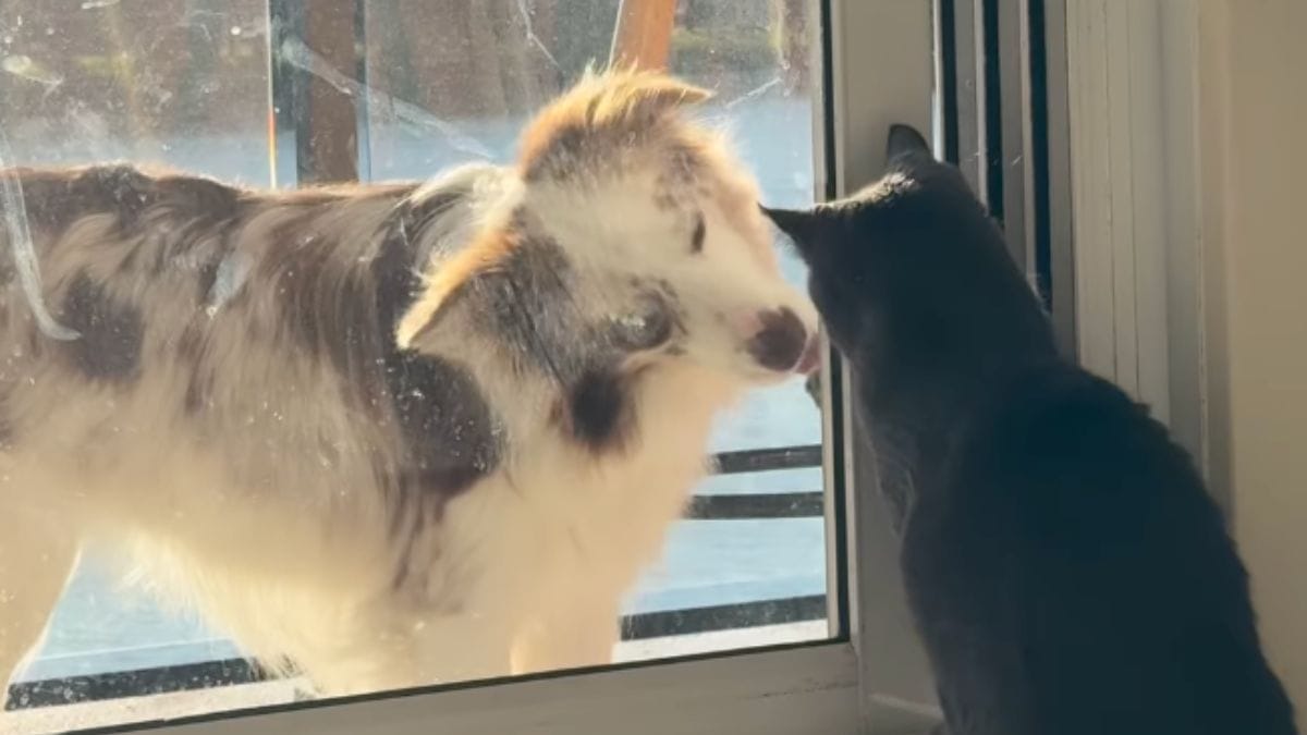 «È così, così dolce»: l'amicizia tra un cane e un gattino conquista il web