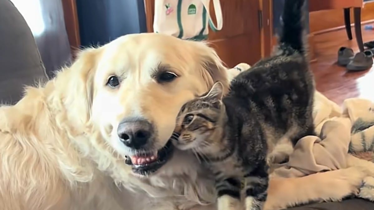 Rinchiuso per 8 anni in un capanno, questo Golden Retriever incontra un gattino e diventa il suo protettore
