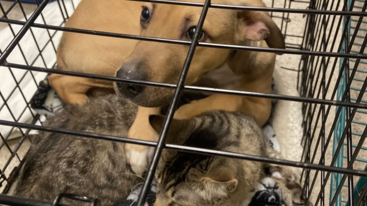Un cucciolo protegge il suo amico gatto con una zampa: la scena commuove tutto il rifugio