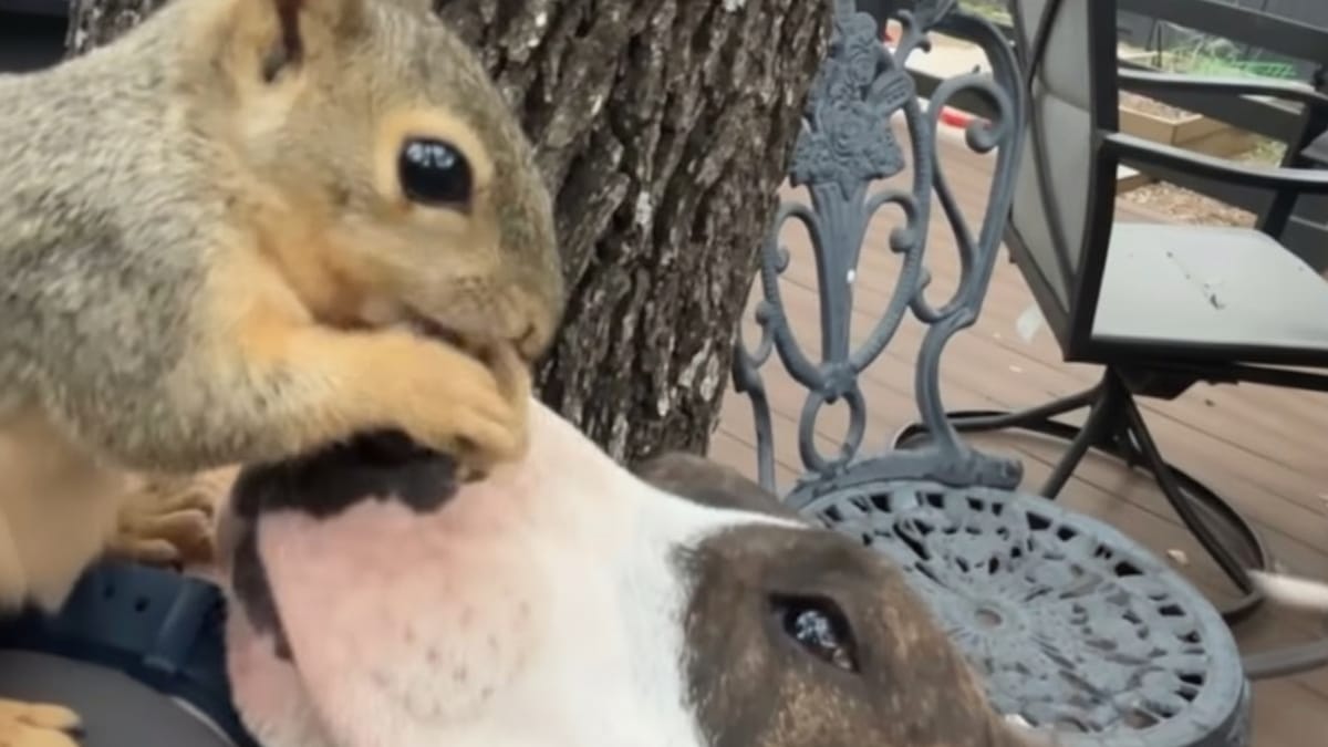 Una famiglia salva uno scoiattolo caduto dal nido: il loro cane decide di adottarlo