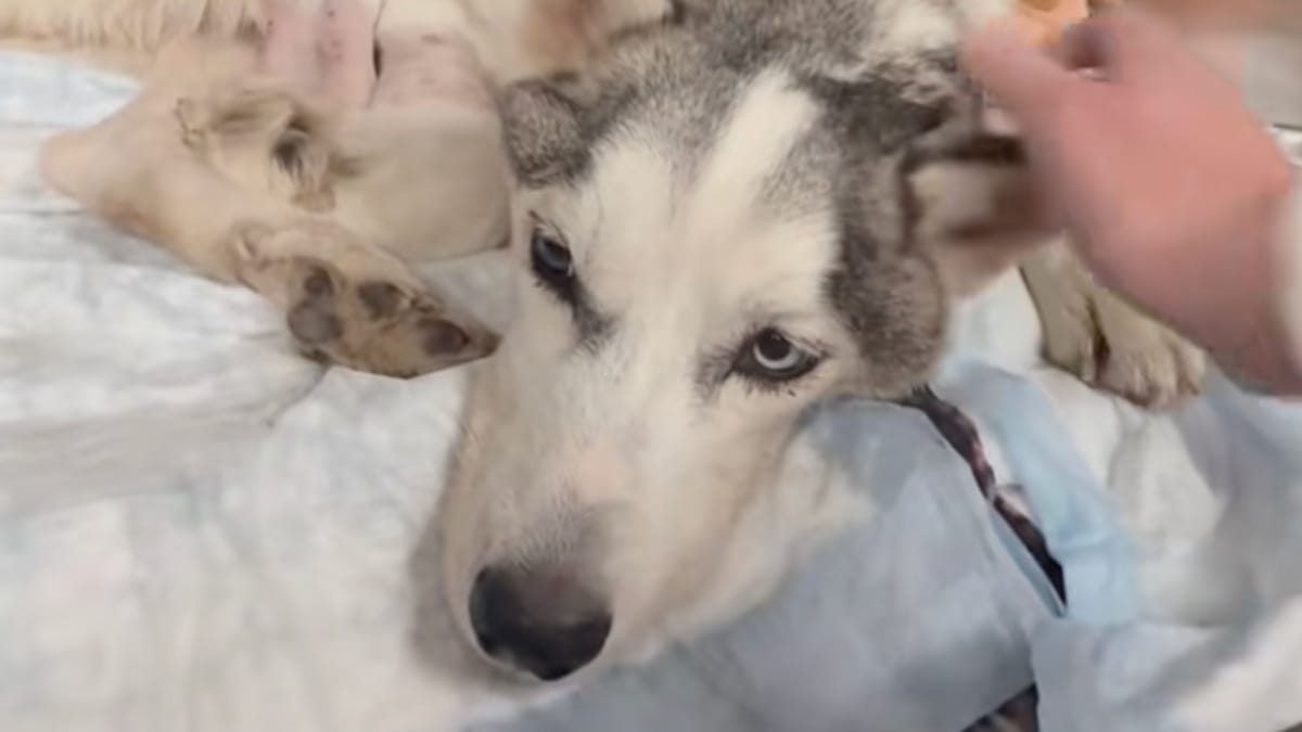 I veterinari insistono per sopprimere un husky abbandonato, ma tutto cambia