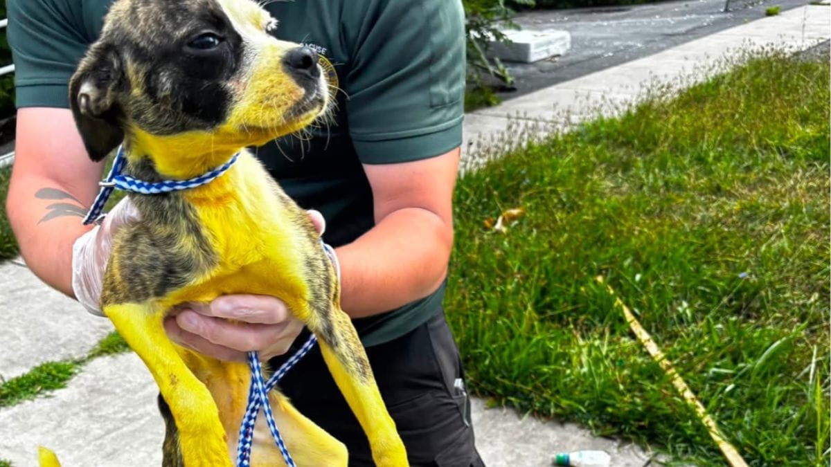 Trovano una cagnolina gialla in un appartamento abbandonato: servono 16 bagni per scoprire il suo vero colore