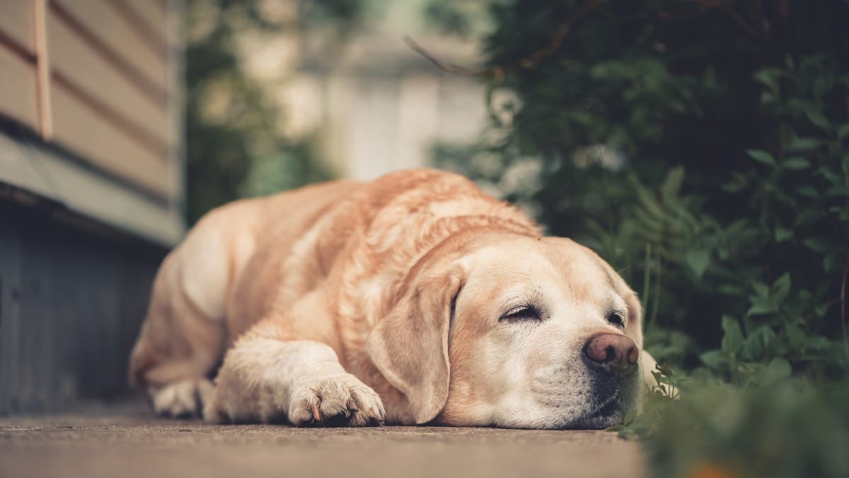 Durante il temporale la cagnolina inizia a comportarsi in modo strano: pochi minuti dopo scoprono il perché