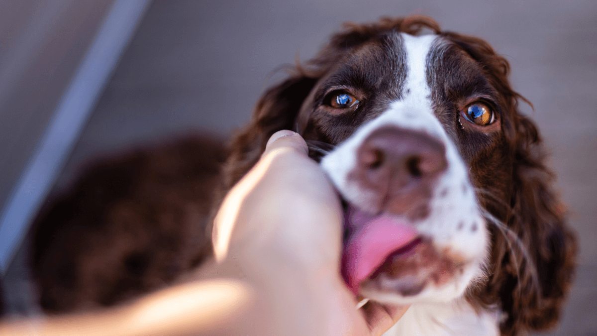 Perché il mio cane mi lecca quando lo accarezzo?