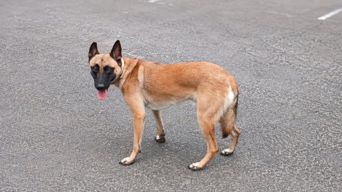 Un sindaco rifiuta l'eutanasia di un cane terrorizzato e trasforma il suo destino