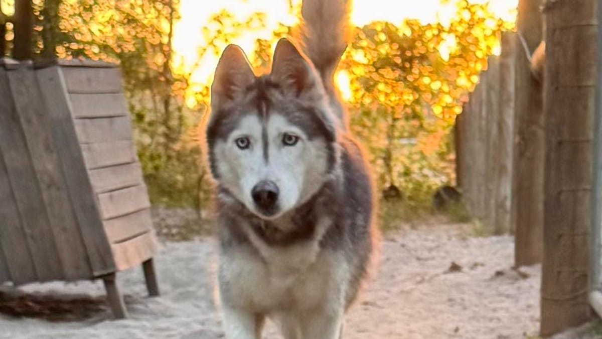 Non vedeva il suo cane dal 2014: l'incredibile chiamata di un rifugio dall'altra parte del paese