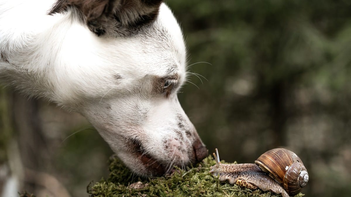 Le lumache sono un pericolo per il cane? Scopriamolo!
