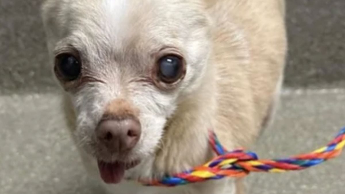 Cane anziano di 14 anni viene abbandonato dalla sua famiglia: il suo gesto gli darà un'ultima speranza