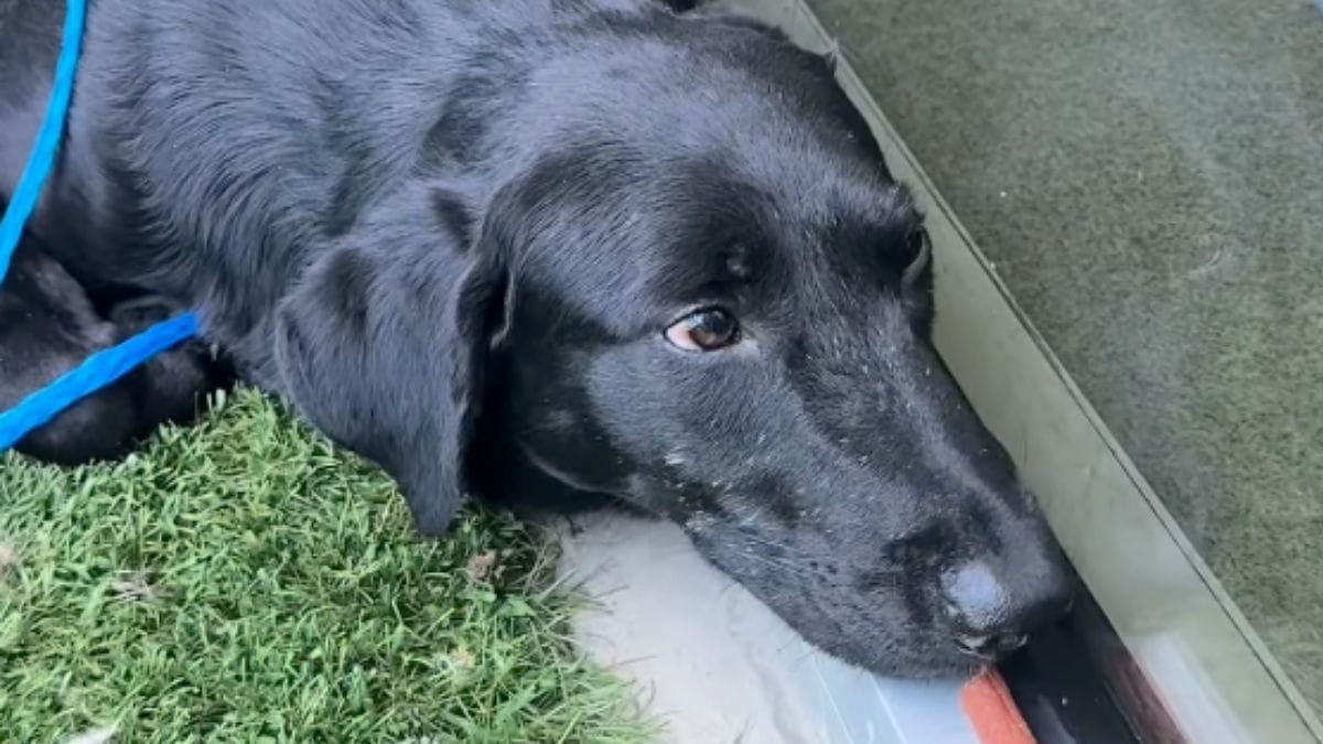 Un cane resta prostrato al rifugio: un piccolo aiuto lo aiuta a ritrovare la voglia di vivere