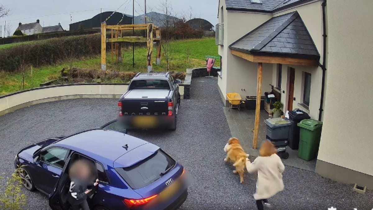 Golden Retriever scappa con la cena in bocca, il video conquista il web