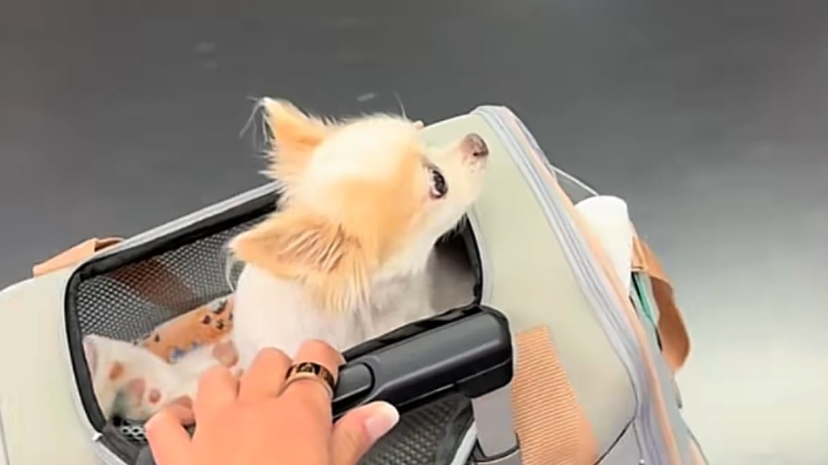 Una giovane porta il suo Chihuahua malato in capo all'Europa per un ultimo viaggio insieme