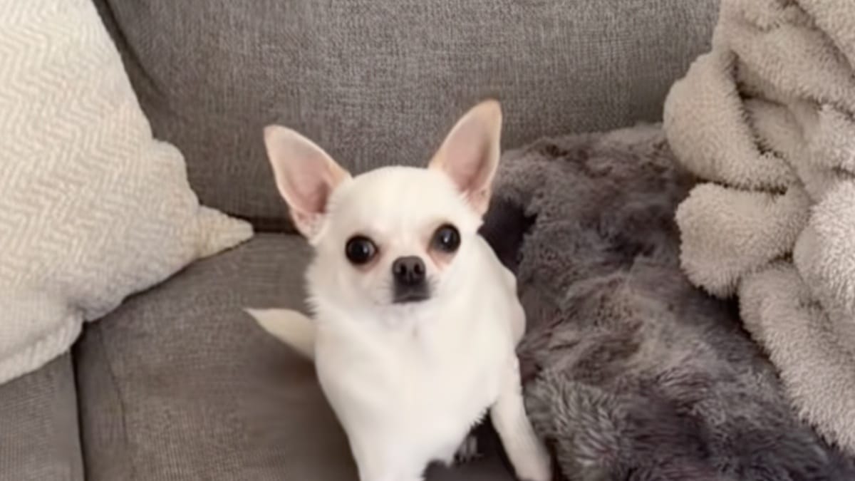 Il suo Chihuahua inizia improvvisamente a zoppicare: le telecamere rivelano una verità che la terrorizza