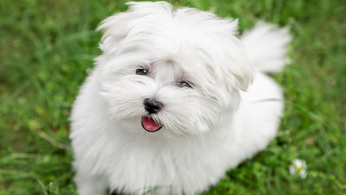 Rifiuta di sopprimere una cucciola di Bichon Maltese: la sua decisione le cambia la vita