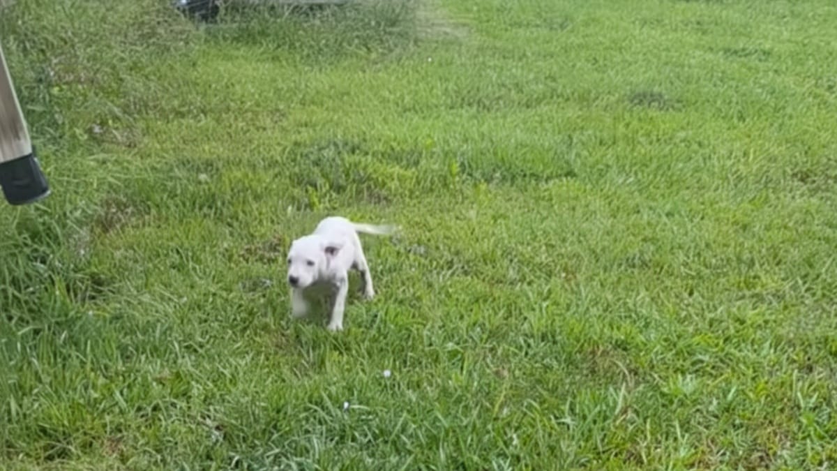 Una famiglia trova un cucciolo in giardino: la mattina dopo, pianti strazianti sotto il portico
