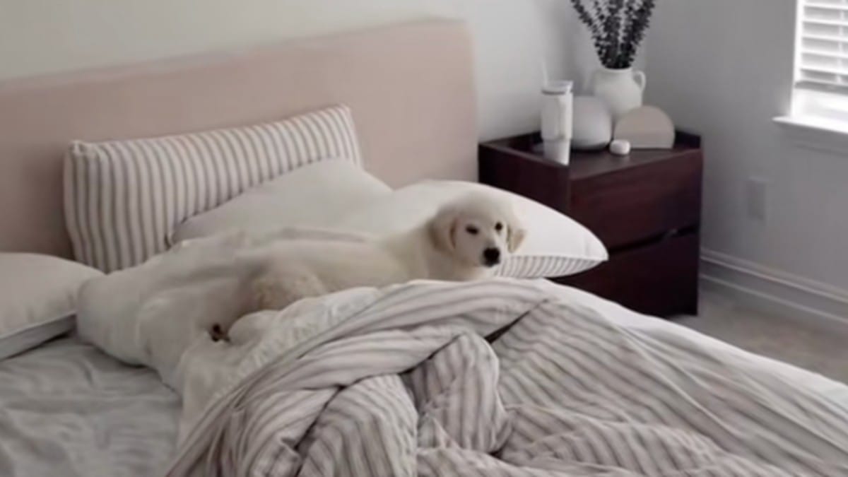 Parte per il weekend senza il suo cucciolo: il gesto che lui compie ogni mattina la fa scoppiare in lacrime