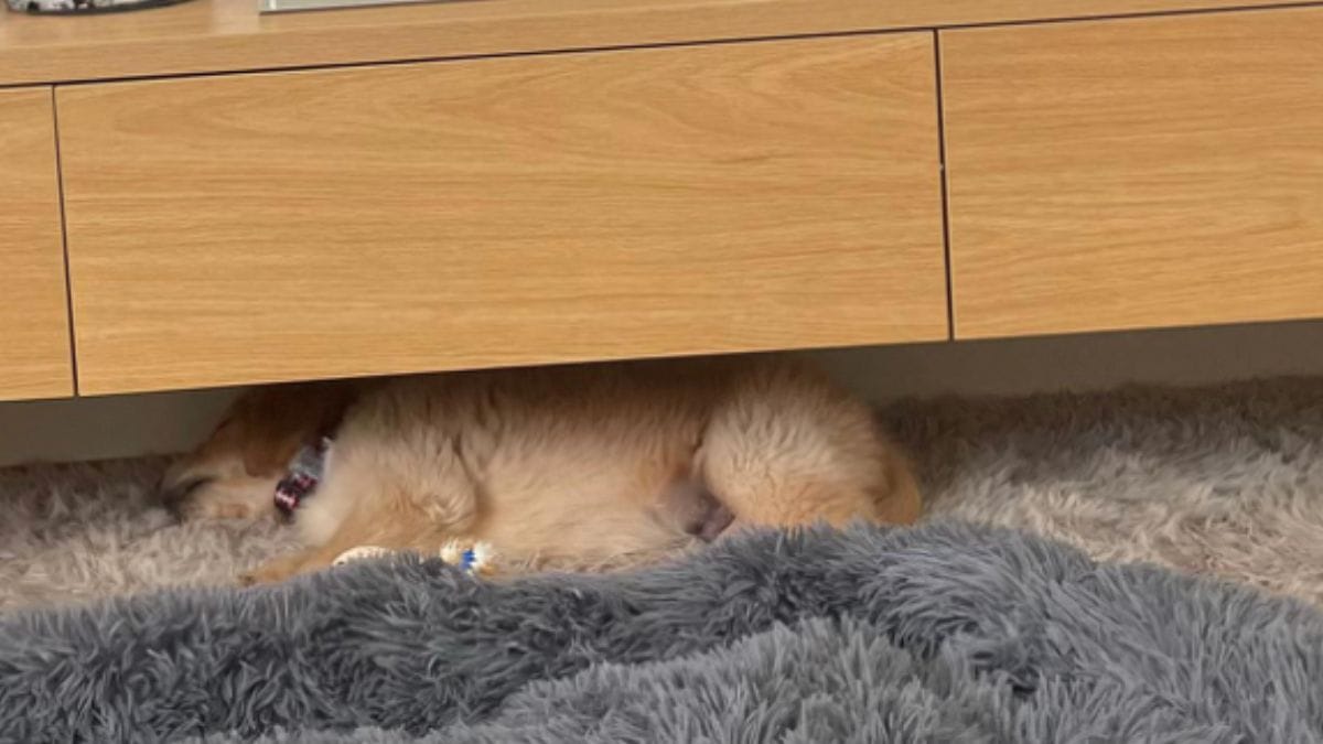 Questo cucciolo dorme solo sotto il mobile TV: il motivo commuove migliaia di persone