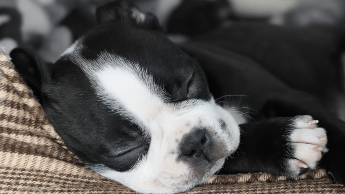 Sonno del cucciolo: come aiutare il nuovo arrivato a dormire tutta la notte