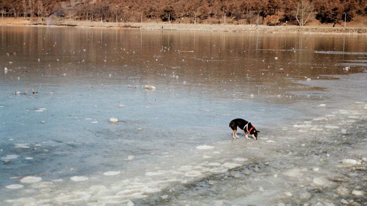 Il ghiaccio cede sotto le zampe del suo cane: 15 minuti dopo, Eric pensa che sia tutto finito