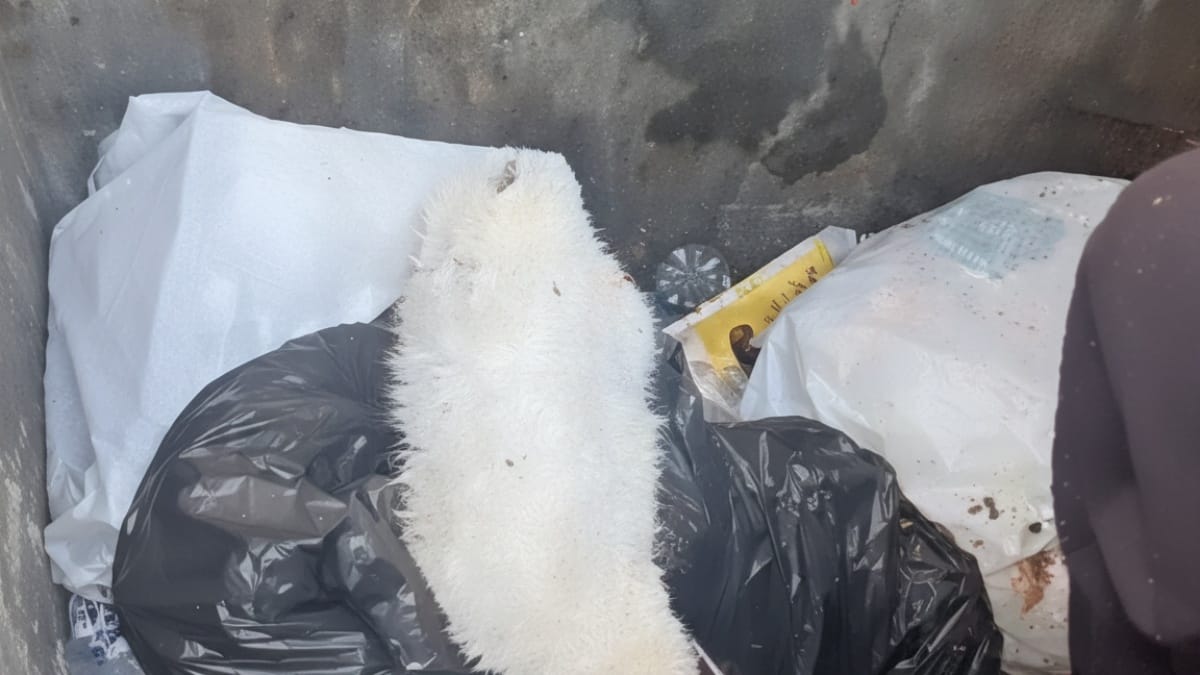 Crede di vedere un orsacchiotto nella spazzatura, poi si accorge che respira