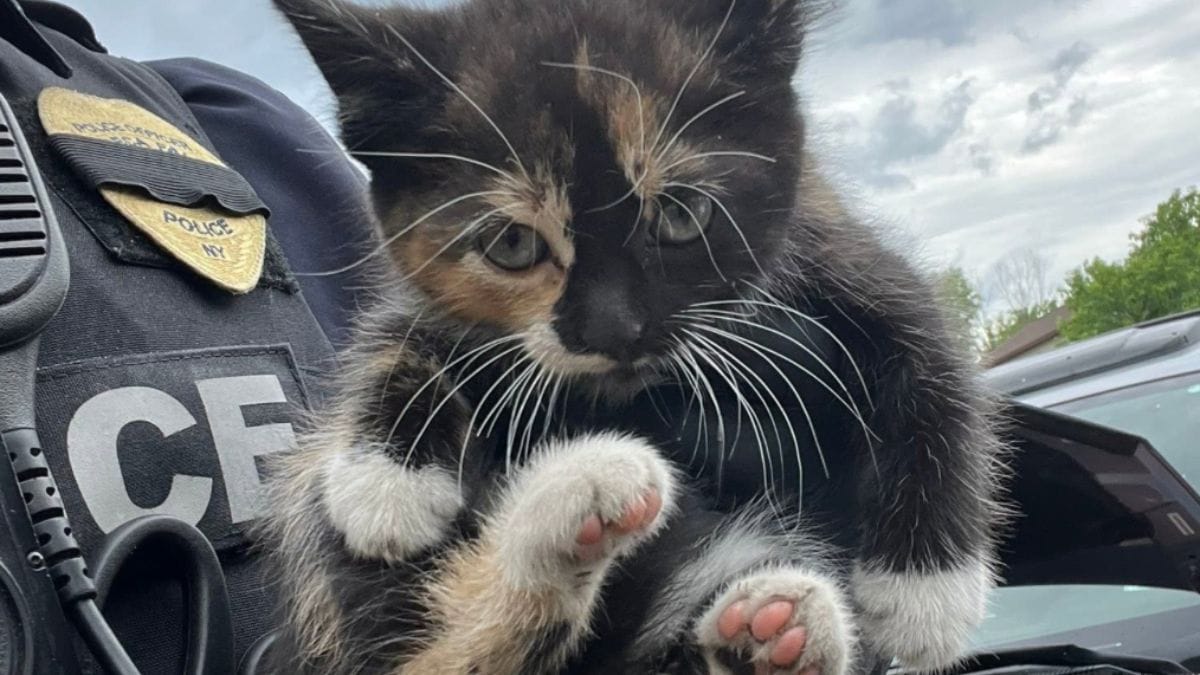 Appena salvato dal motore di un'auto, il gattino si lancia verso una nuova trappola