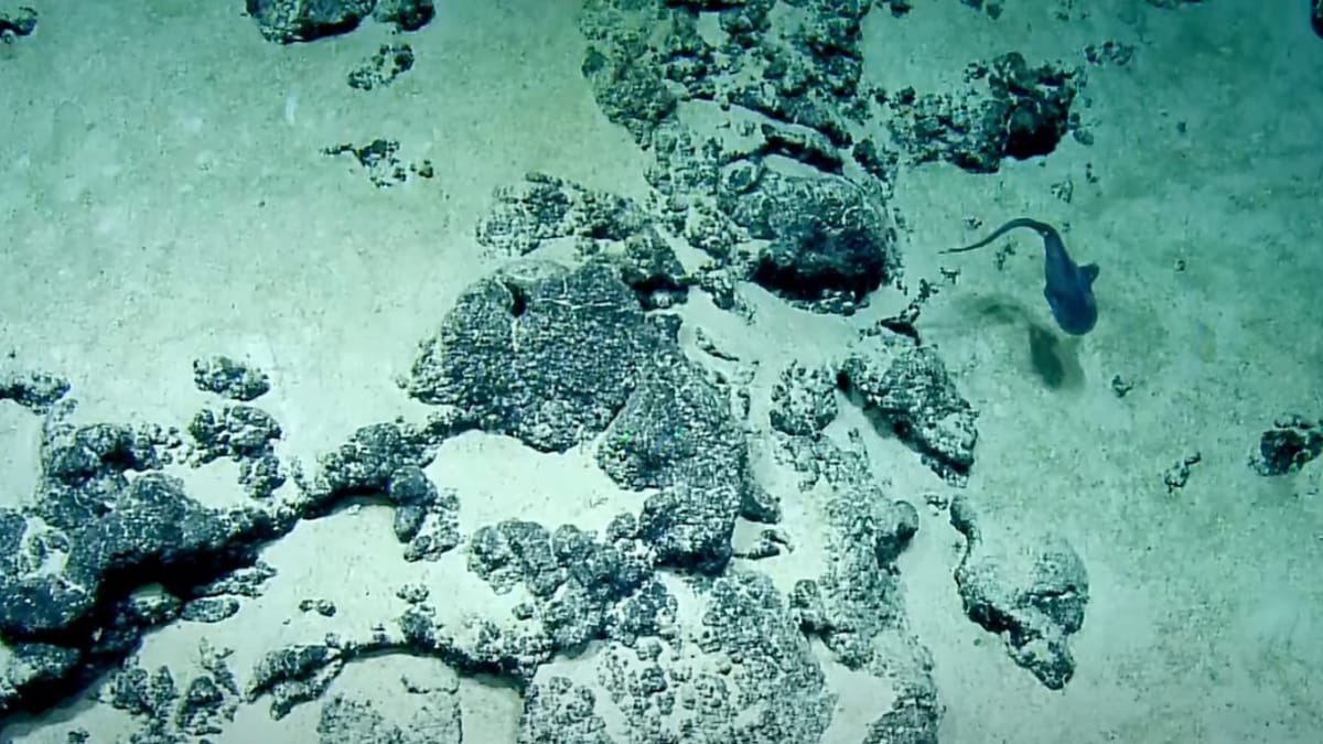 Video. A 2800m di profondità, gli esploratori incontrano una creatura che assomiglia a un cucciolo