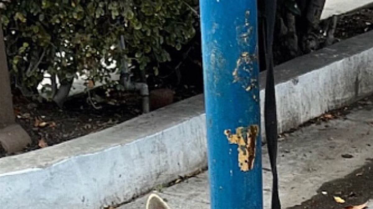 Legato a un palo, reagisce in modo commovente quando incrocia lo sguardo del suo salvatore