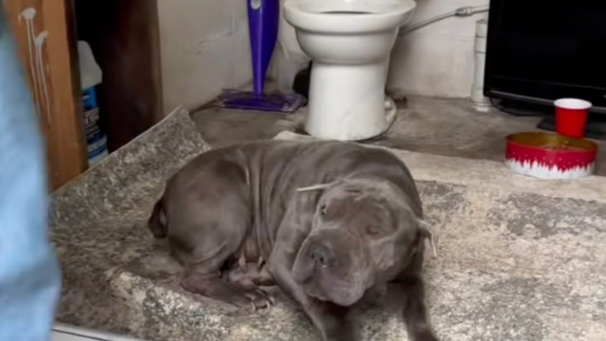 Cagnolina Shar-Pei affidata a uno sconosciuto viene ritrovata nei bagni di una discarica