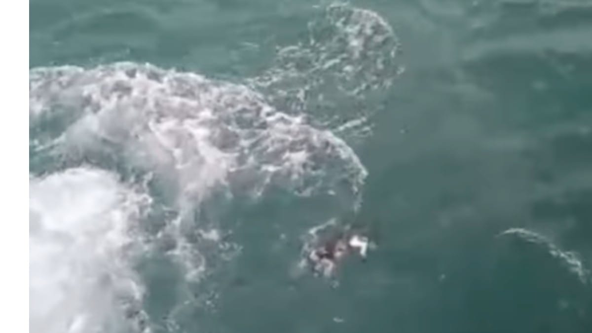 Durante una passeggiata in riva al mare, una coppia scorge una massa pelosa in acqua e si accorge che si muove ancora