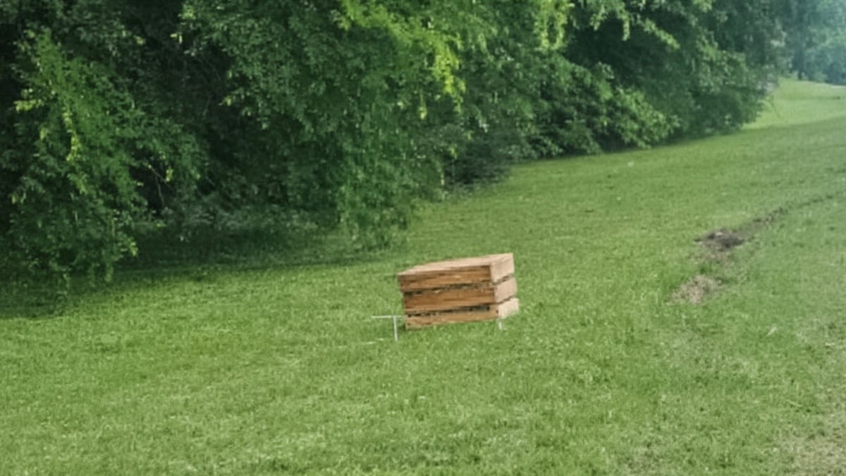 Trova un gattino minuscolo nell'erba, ma il vero shock si nasconde sotto una cassa di legno