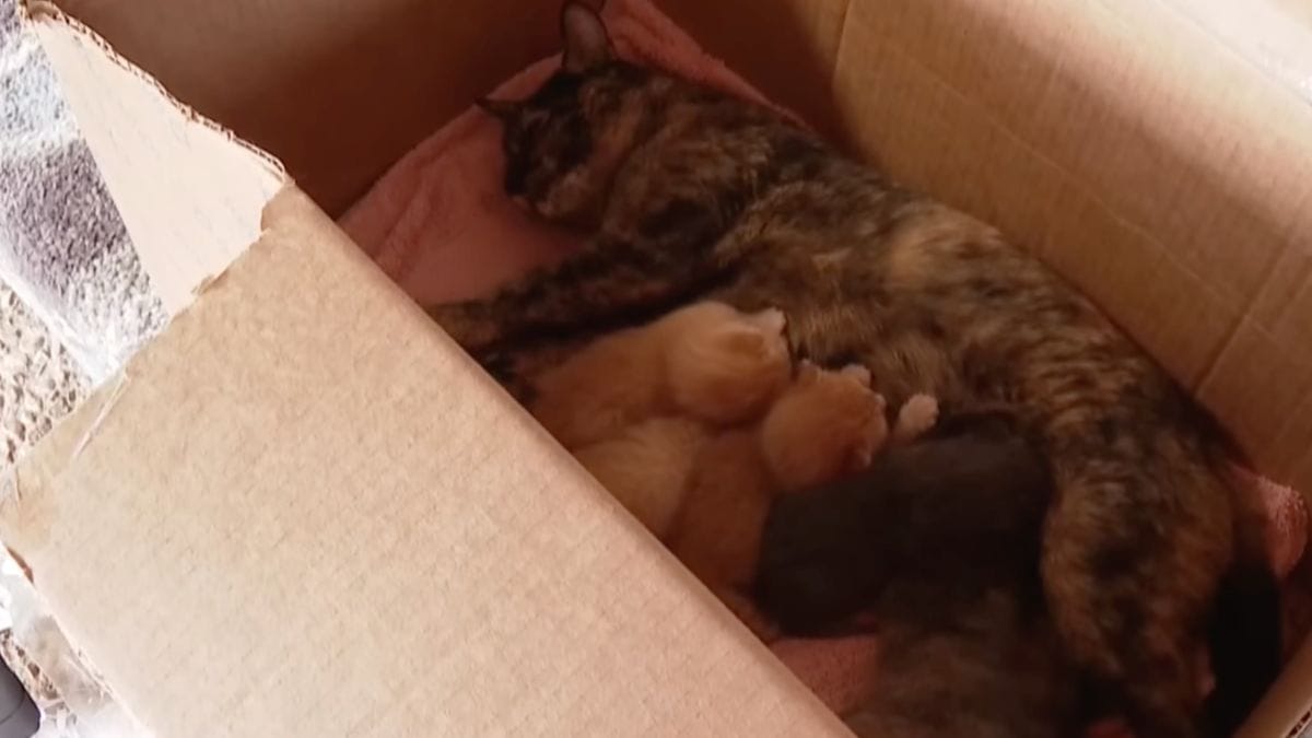 Un soccorritore controlla la cesta dei gattini e quasi si strozza vedendo chi dorme con loro