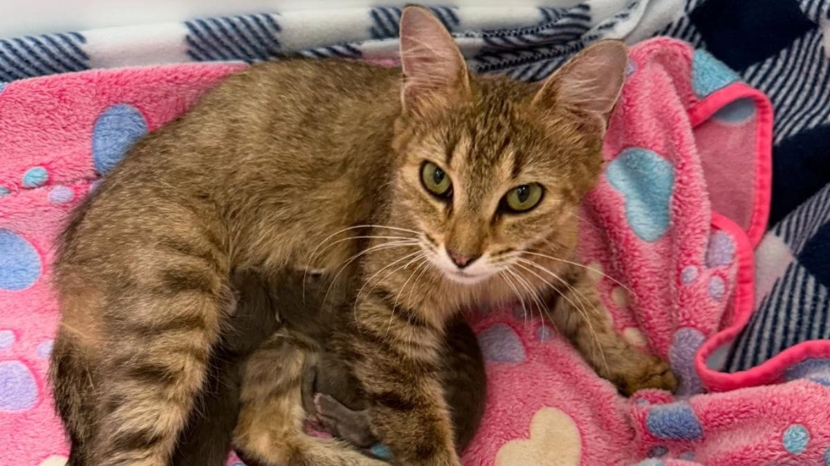 Una gatta viene trovata su una barca insieme ai suoi cuccioli: il loro destino prende una svolta inattesa