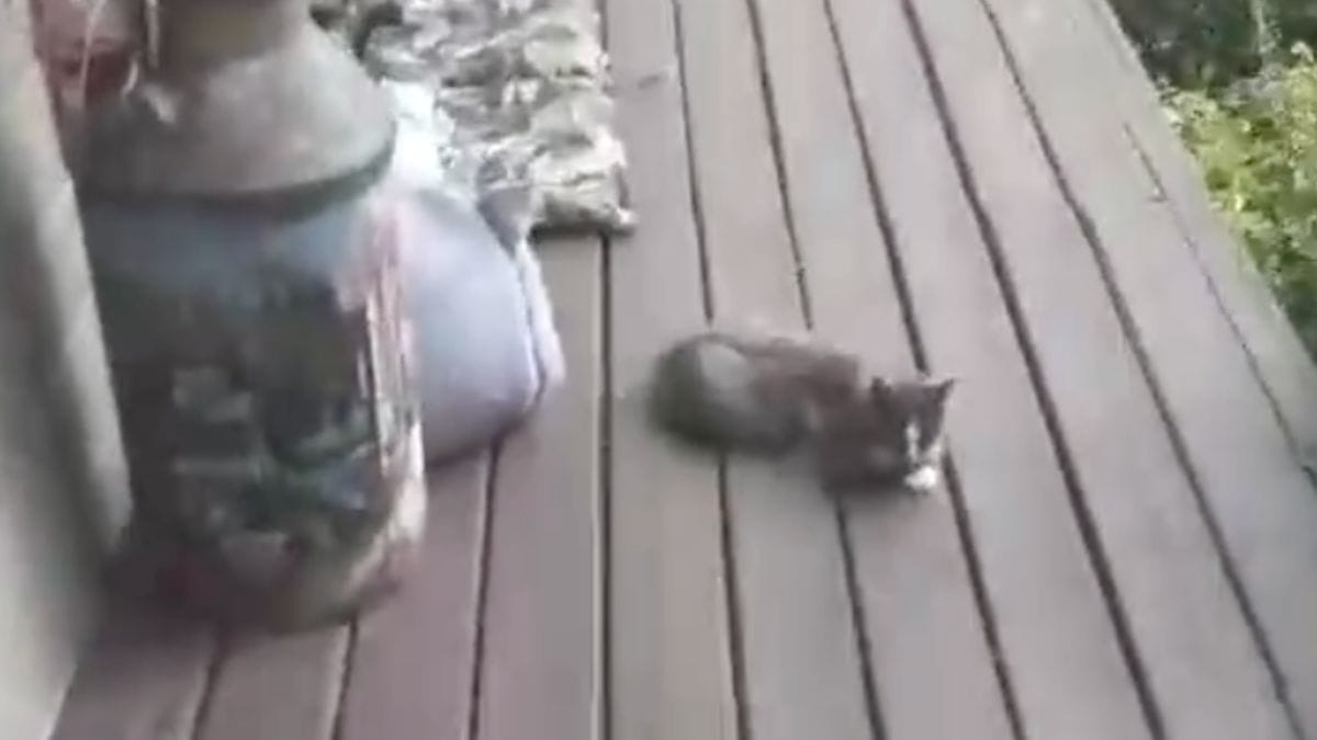 Gatta randagia si rifugia su un portico con 4 gattini: quello che scoprono i soccorritori spezza il cuore