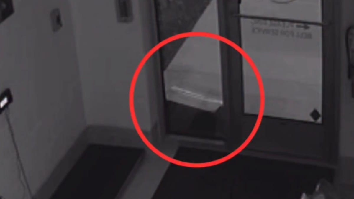 Trovano una scatola piena di cuccioli davanti al rifugio, poi capiscono tutto guardando le telecamere
