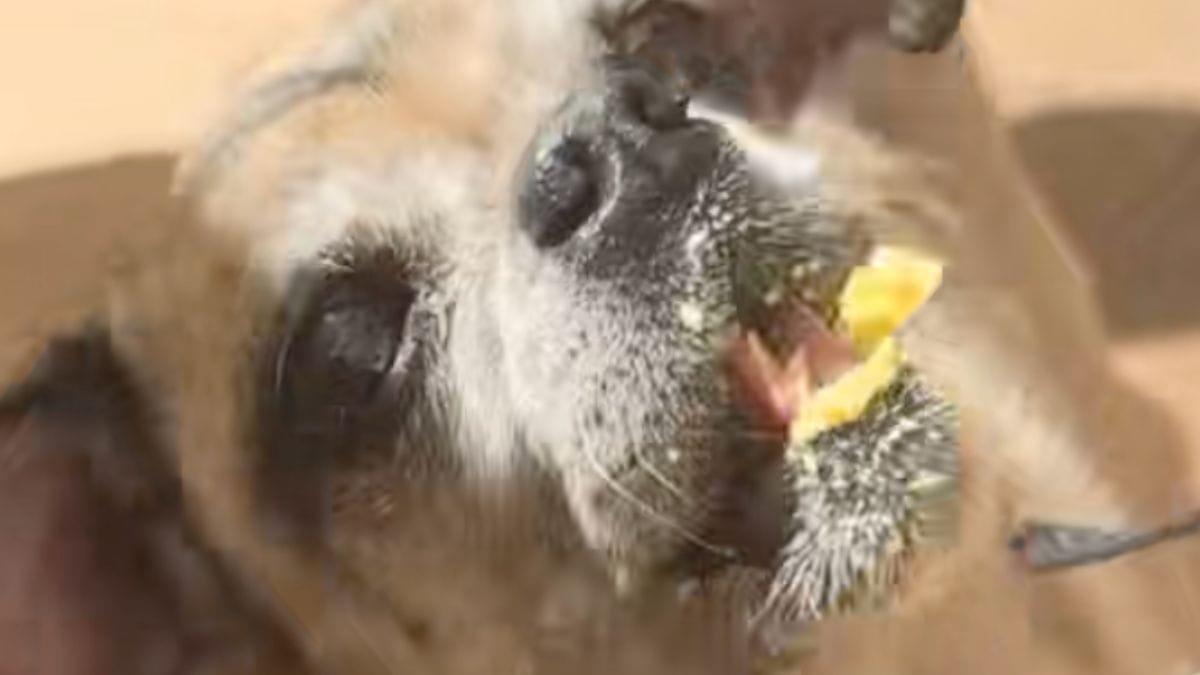 A 16 anni, questa cagnolina salvata dall'eutanasia ha una reazione sorprendente mangiando il gelato