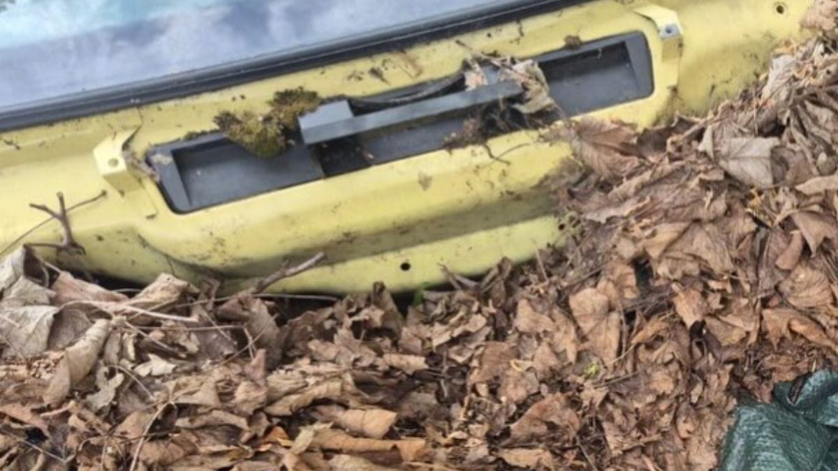 Apre il cofano di una vecchia auto e si trova faccia a faccia con una misteriosa creatura nera: lo shock è totale