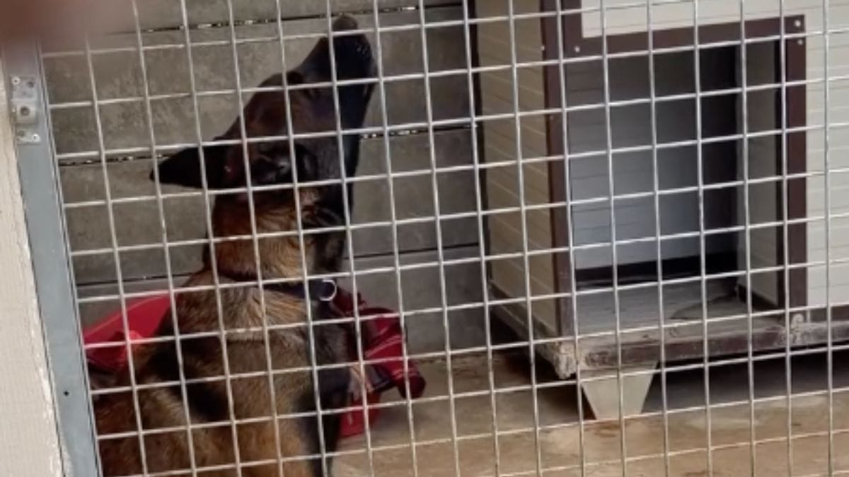 «Era tutto per lei, lei era tutto per lui»: la Protezione animali condivide la storia di un abbandono straziante