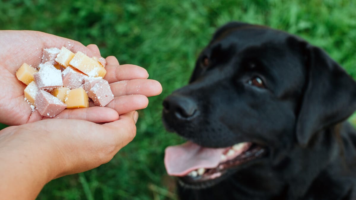 Consigli utili per riconoscere il veleno per cani e proteggere Fido