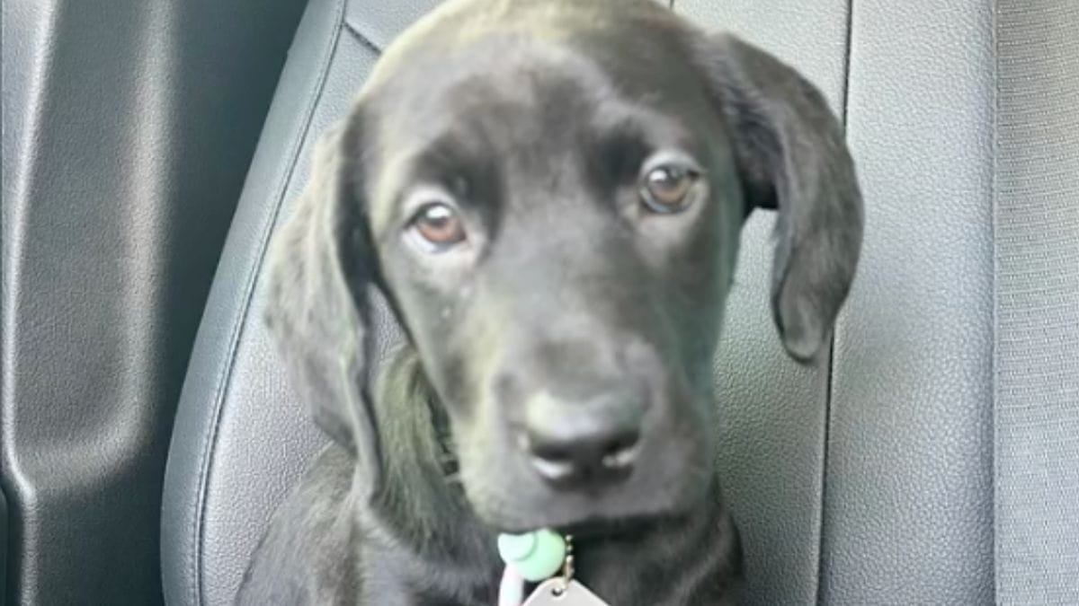 Questo cucciolo di Labrador inizia l'addestramento come cane da assistenza: un test del DNA rivela una sorpresa