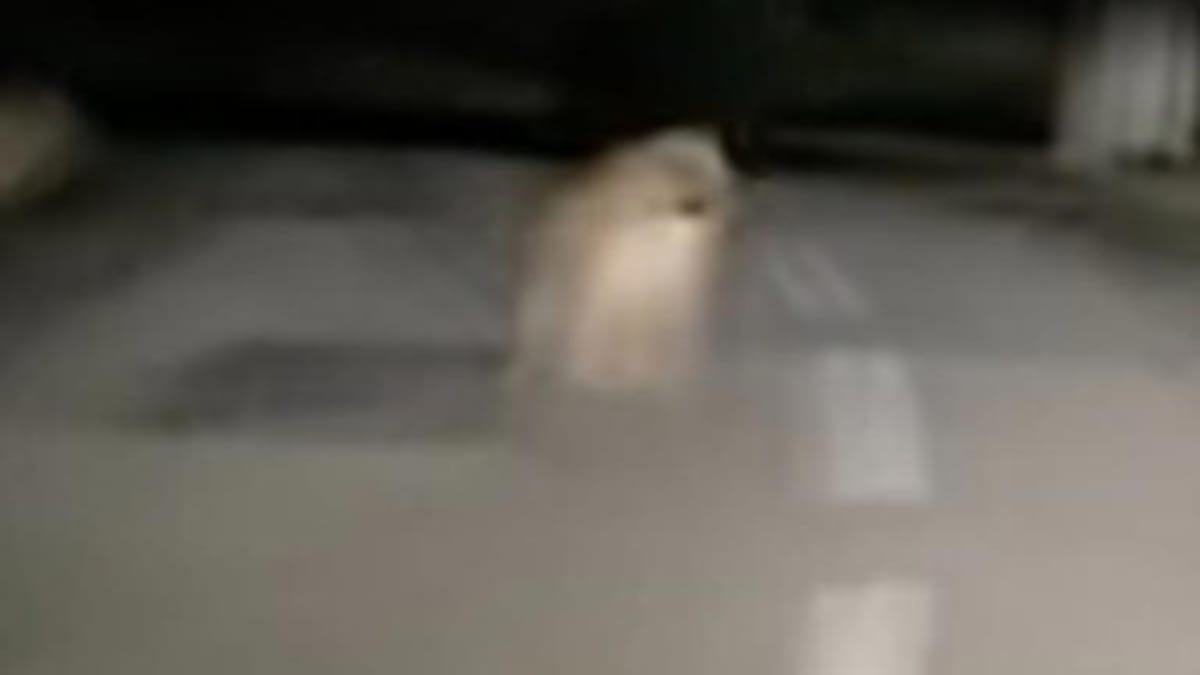 Video. Una mamma torna a casa di notte: quello che illumina con i fari la lascia senza parole