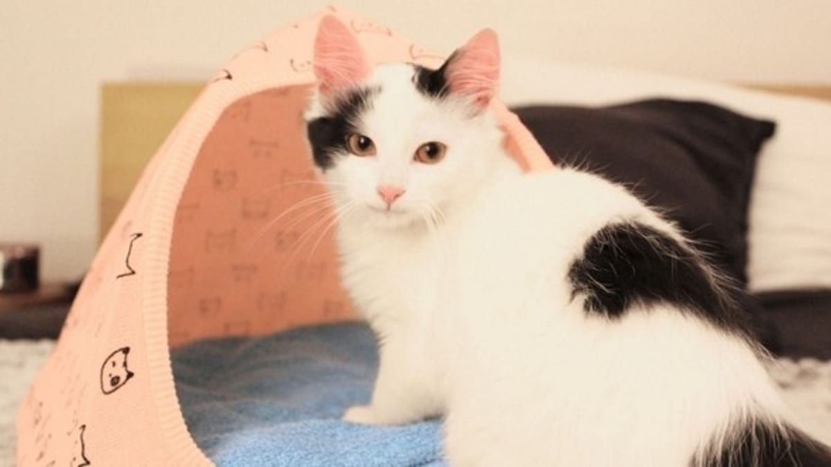 Comment Fabriquer Une Maison Pour Chat | Ventana Blog