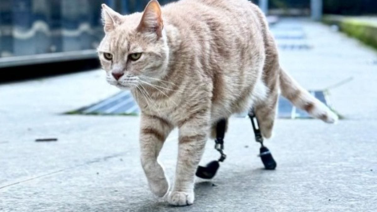 Video. Il gatto bionico Vituzzo è una superstar tutta italiana!